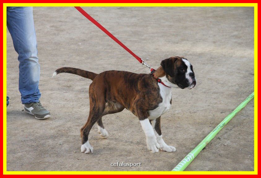 180311 mostra_canina 129.jpg